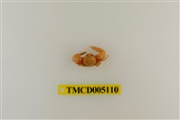 藏品(鋸額豆瓷蟹)的圖片